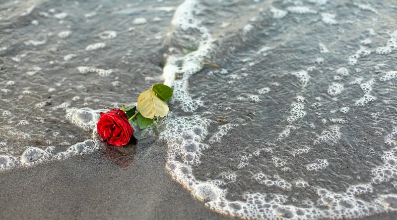 Eine rote Rose liegt am Meeresufer.